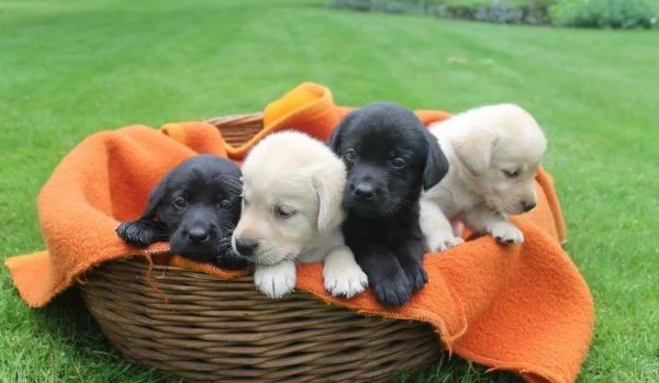 Regala cuccioli di Labrador | Foto 2