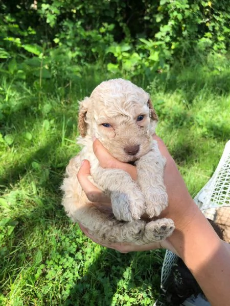 Lagotto romagnoli 