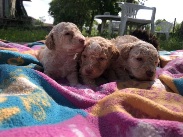 Lagotto romagnoli  | Foto 4