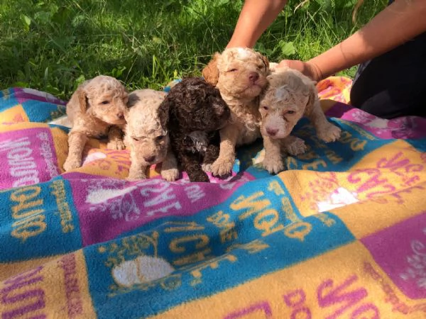 Lagotto romagnoli  | Foto 1