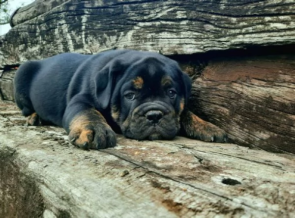 Bulldog inglese cuccioli in vendita | Foto 2