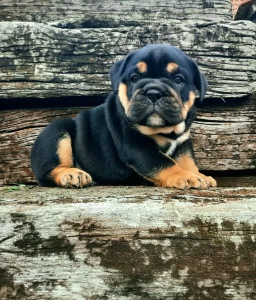 Bulldog inglese cuccioli in vendita | Foto 1