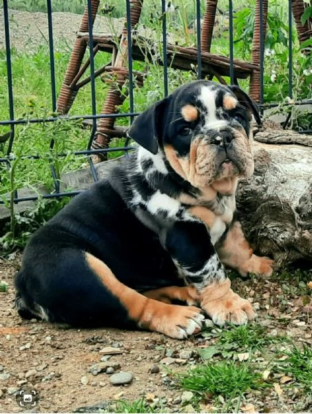 Bulldog inglese cuccioli in vendita | Foto 0