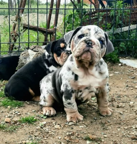 Bulldog inglese cuccioli in vendita