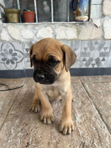 cuccili cane corso