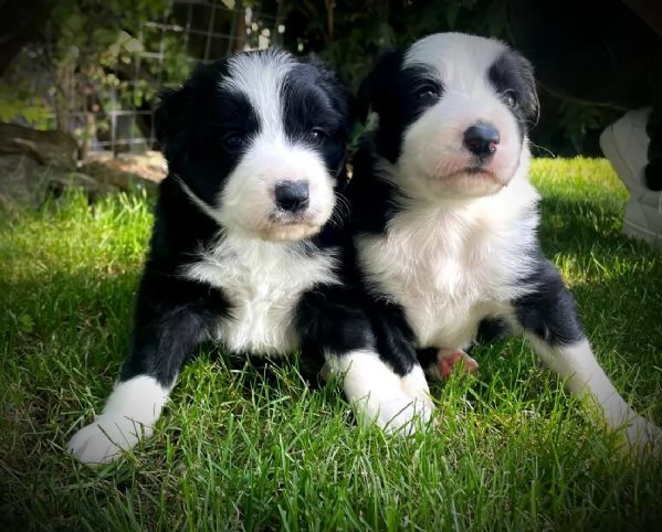 CUCCIOLE DI BORDER COLLIE CON PEDIGREE | Foto 2