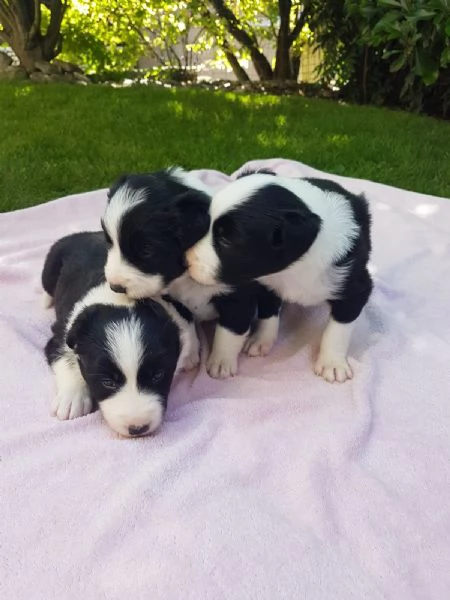 CUCCIOLE DI BORDER COLLIE CON PEDIGREE | Foto 1