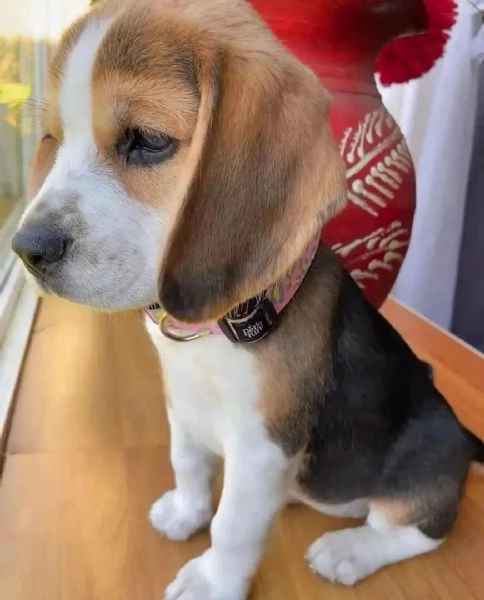 Cuccioli di Beagle in adozione