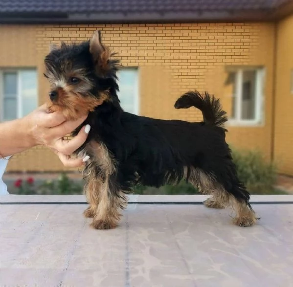 Cuccioli di Yorkshire Terrier in adozione