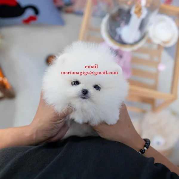 cuccioli di pomerania disponibili per adozione.