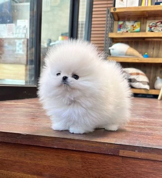 cuccioli di pomerania disponibili per adozione. | Foto 1