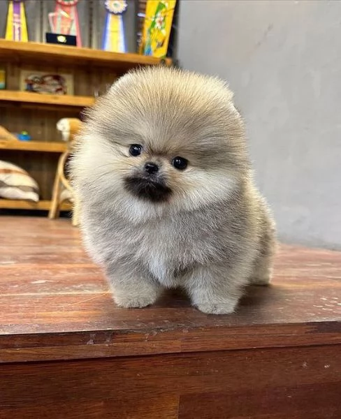 cuccioli di pomerania disponibili per adozione. | Foto 0