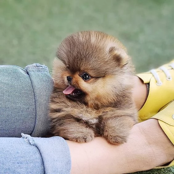 4 cuccioli di pomerania disponibili per adozione. | Foto 2