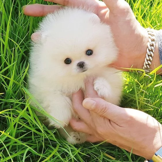 4 cuccioli di pomerania disponibili per adozione. | Foto 0