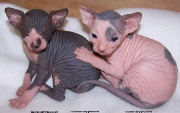 adorabili gattini Sphynx