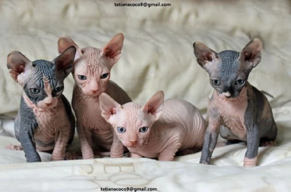 4 Sphynx disponibile