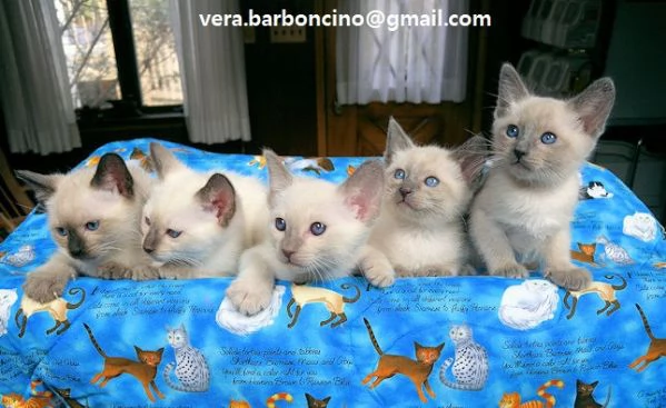  gattino bambino Siamese