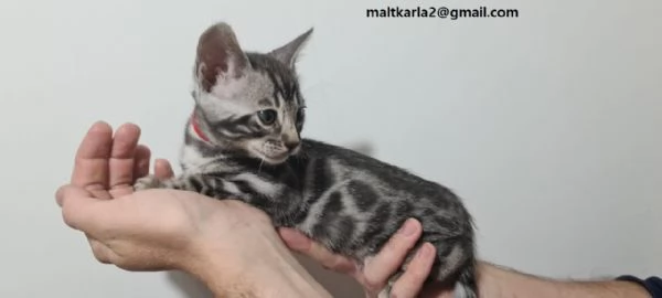 bellissimo gattino bengala