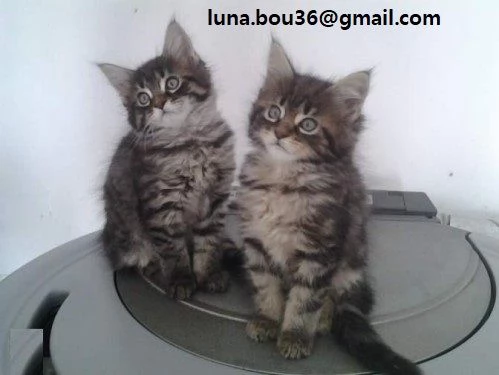 4 Maine Coon