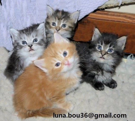 4 Maine Coon