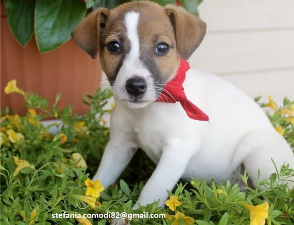 Jack Russel Cuccioli di Jack Russel di taglia piccolissima ,sverminato con prima vaccinazione e libr