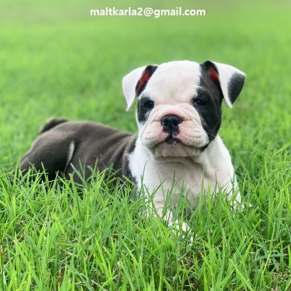 Cuccioli Bulldog Disponibili maschietto e femminuccia di Bulldog. disponibili per la consegna e verr