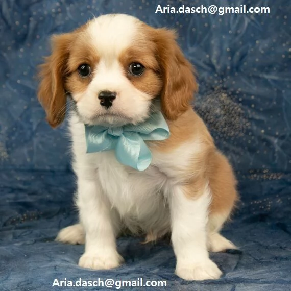 Cavalier King Bellissima Cavalier King [hidden] consegna con vaccino e sverminazione. Contatta