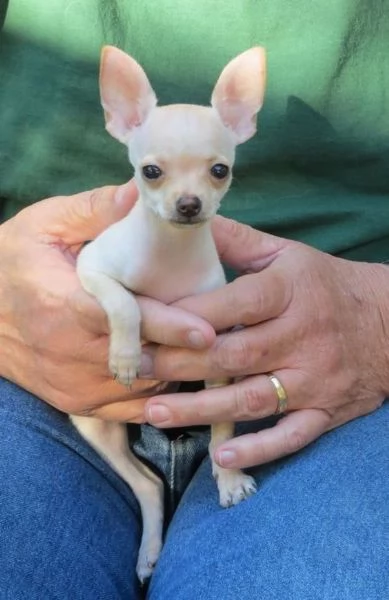 2 cuccioli di chihuahua disponibili per adozione