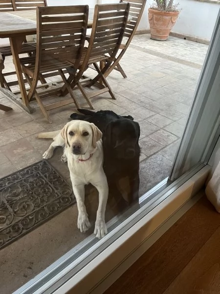 CUCCIOLI DI LABRADOR CERCANO CASA | Foto 1