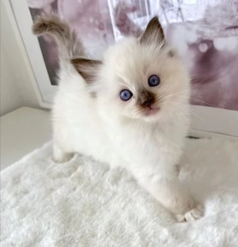 regalo 1 gattina Ragdoll femmina e 2 maschi in adozione | Foto 0