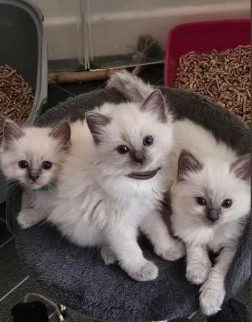 regalo 1 gattina Ragdoll femmina e 2 maschi in adozione