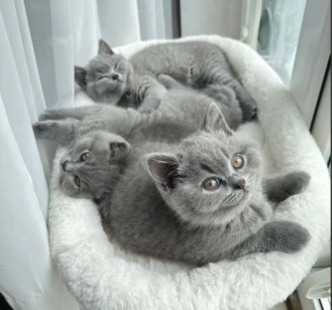 adorabili gattini British Shorthair regalo