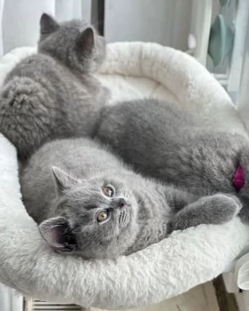 adorabili gattini British Shorthair regalo | Foto 0