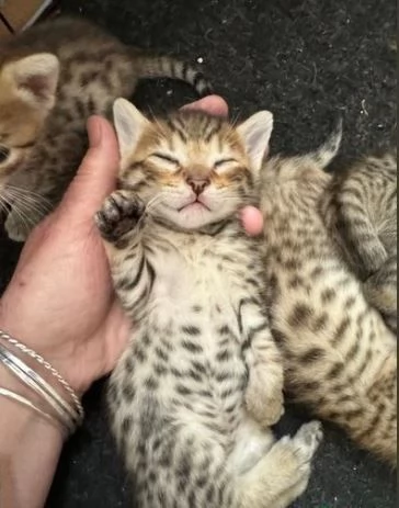 Siamo orgogliosi di annunciare la nostra bellissima cucciolata di gattini Pedigree Savannah in adozi | Foto 1