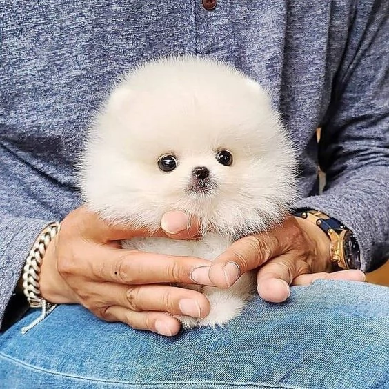 simpaticissimi cuccioli di pomerania disponibili per adozione.