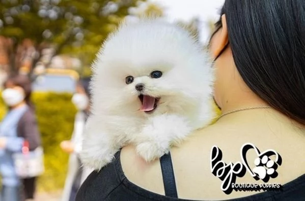 simpaticissimi cuccioli di pomerania disponibili per adozione. | Foto 1