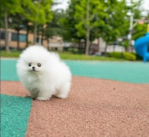 simpaticissimi cuccioli di pomerania disponibili per adozione. | Foto 0