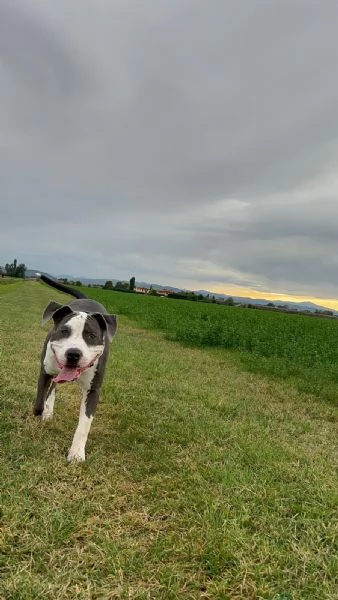 Amstaff con certificazione  | Foto 3