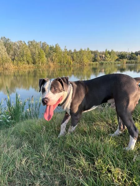 Amstaff con certificazione 