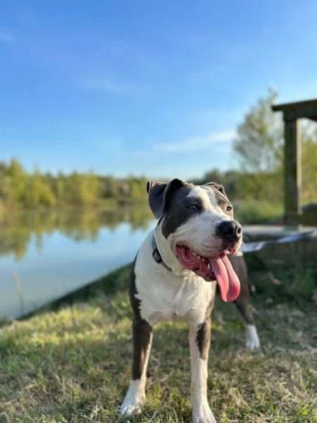 Amstaff con certificazione  | Foto 0