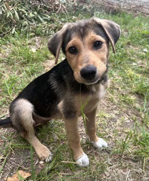 Adozione Sally dolcissima cucciola 3 mesi taglia media nero focato | Foto 2