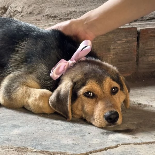 Adozione Sally dolcissima cucciola 3 mesi taglia media nero focato