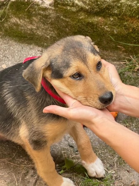 Adozione Sally dolcissima cucciola 3 mesi taglia media nero focato | Foto 0