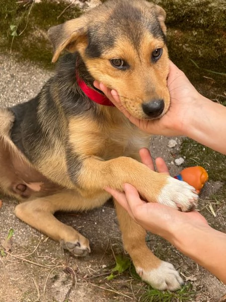 Adozione Sally cucciola dolcissima 3 mesi taglia media nero focato | Foto 0