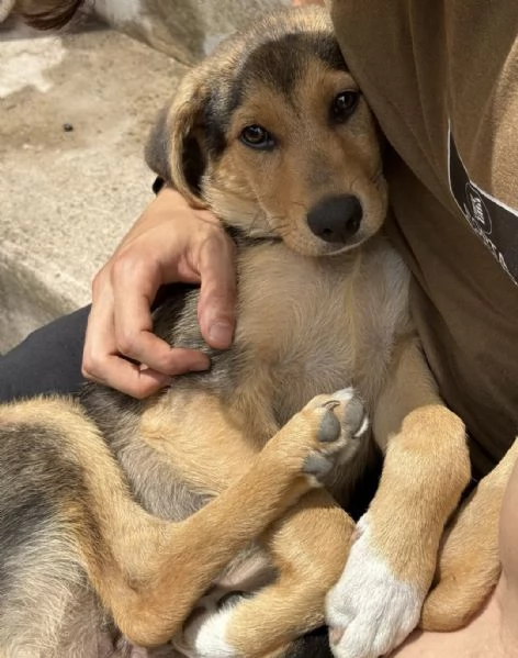 Adozione Sally dolcissima cucciola 3 mesi taglia media nero focato | Foto 0