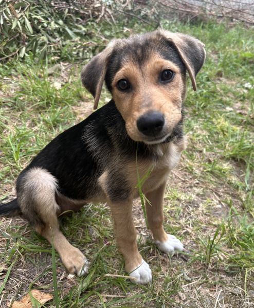 Adozione Sally dolcissima cucciola 3 mesi taglia media nero focato | Foto 5