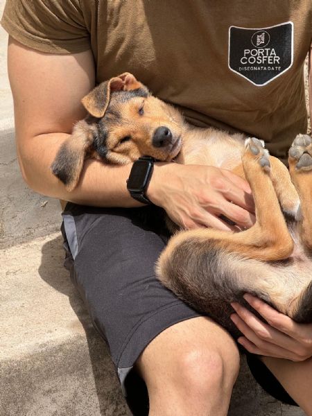 Adozione Sally dolcissima cucciola 3 mesi taglia media nero focato | Foto 3