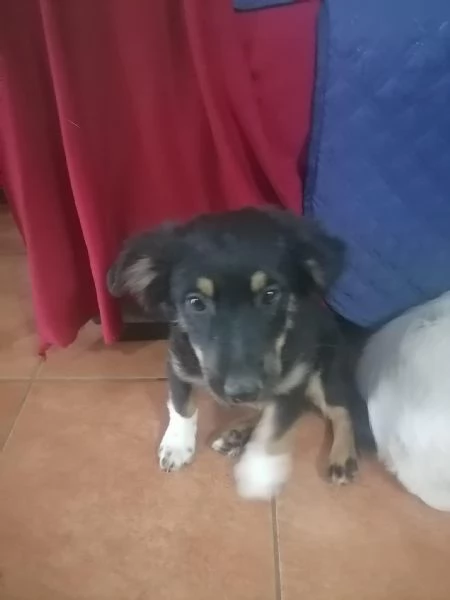 Adozione urgente cuccioli taglia piccola 2 in  | Foto 1