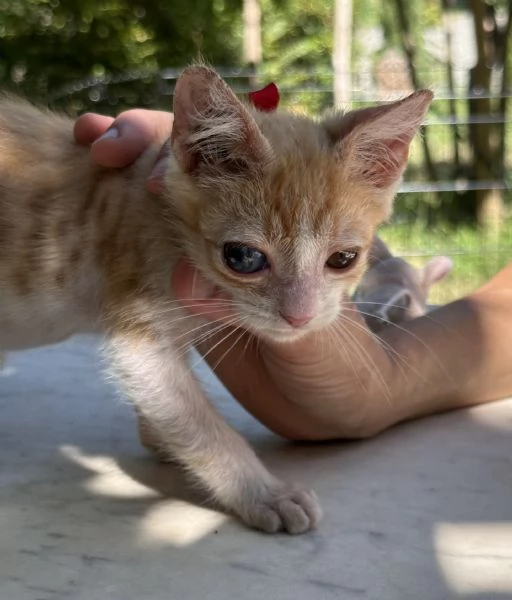 Adozione del cuore Nemo dolcissimo gattino di due mesi | Foto 3