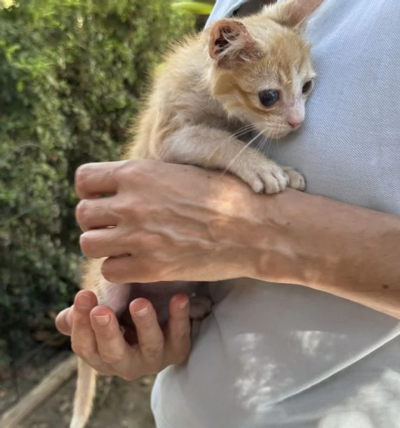 Adozione del cuore Nemo dolcissimo gattino di due mesi | Foto 2